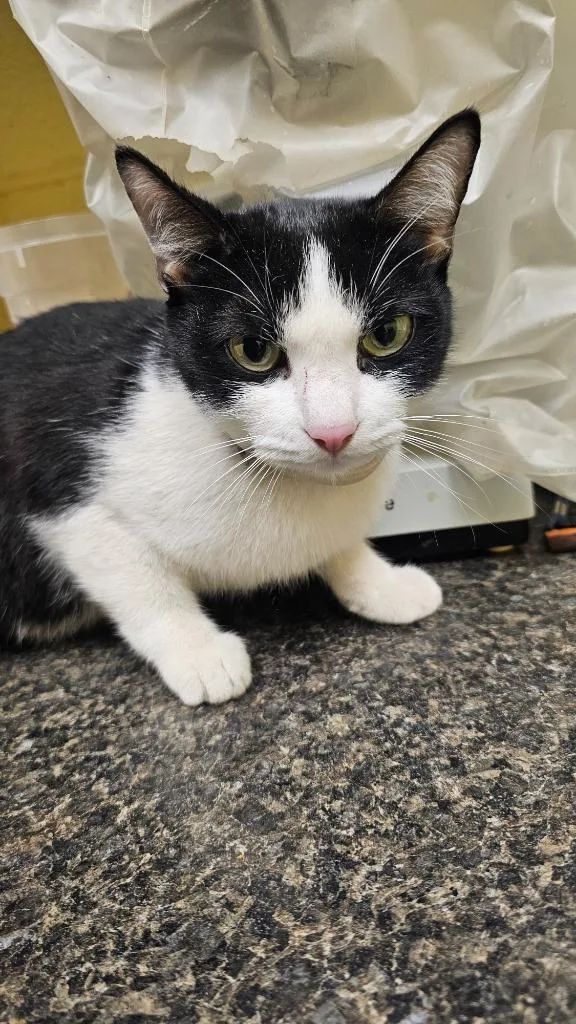 An adult small-sized female Domestic Short Hair cat named Layla Ann for adoption in Crossville, TN