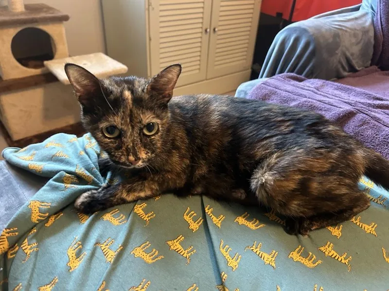 A young small-sized female Domestic Short Hair cat named Tawny for adoption in Austin, TX