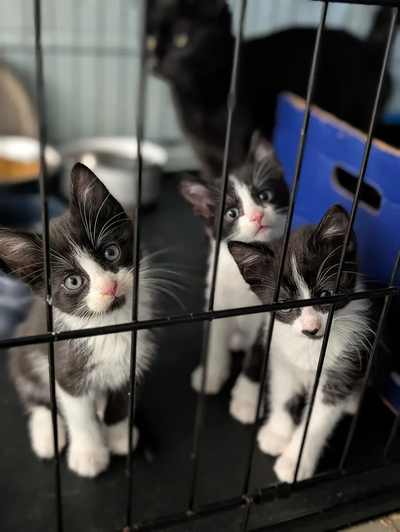 A baby medium-sized male Black & White / Tuxedo Domestic Medium Hair cat named Dillon for adoption in Tilton, IL