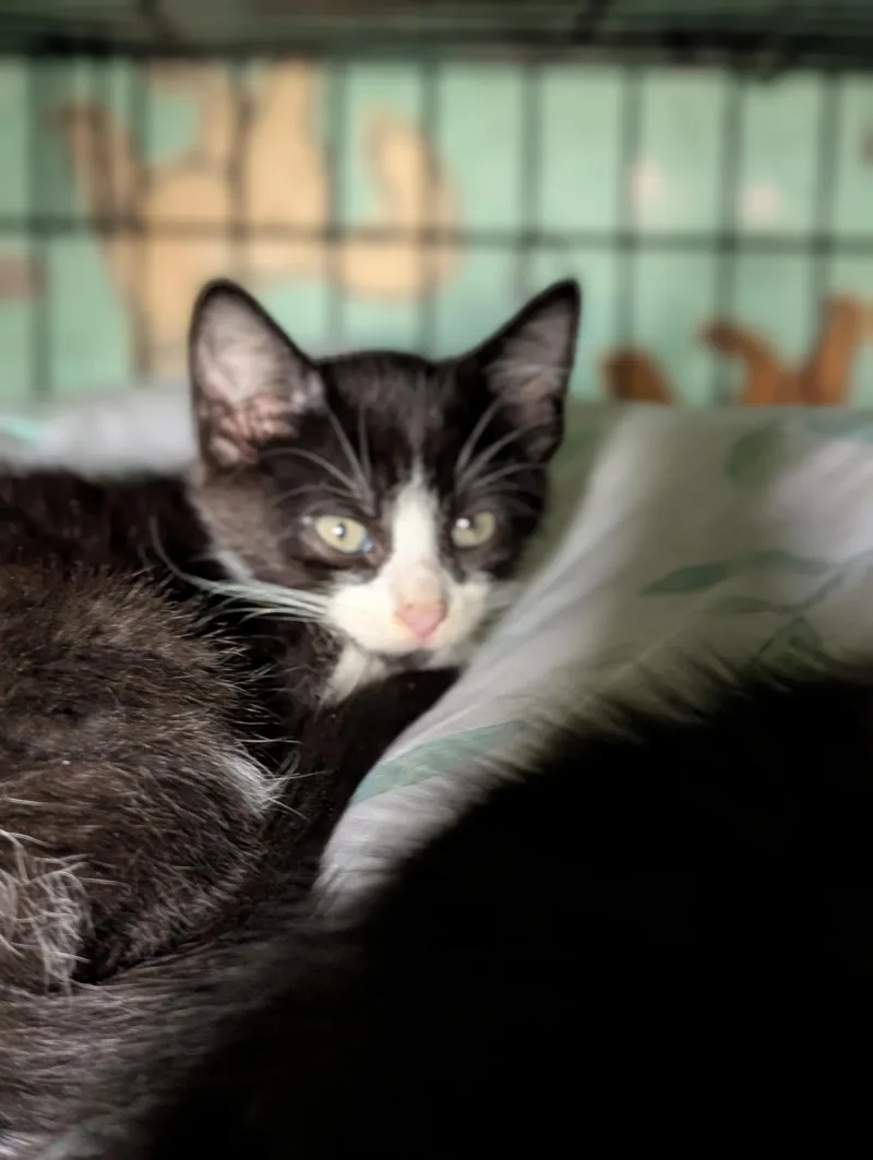 Dillon thumbnail 3