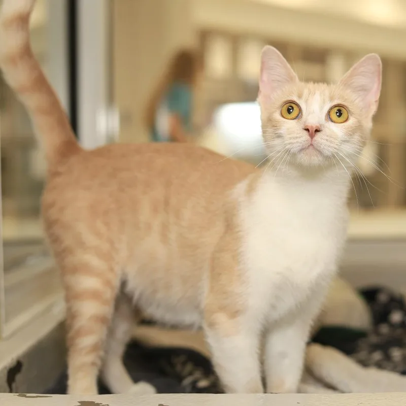 Cinnamon