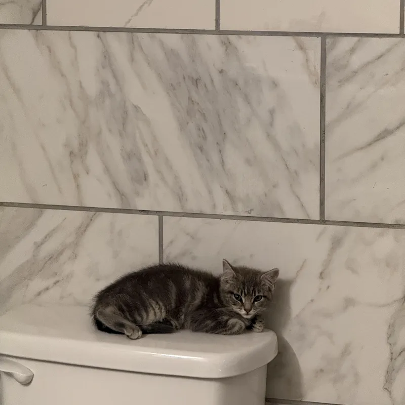 A baby medium-sized female Domestic Short Hair cat named Sprinkles for adoption in Mayfield, NY