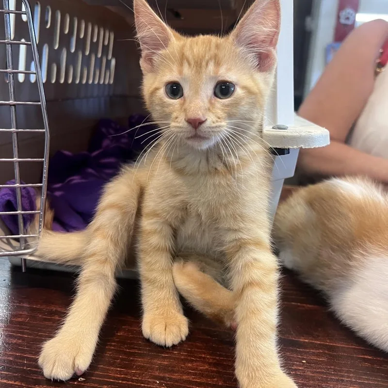 A baby small-sized male Orange / Red Domestic Short Hair cat named LightingC for adoption in East Saint Louis, IL