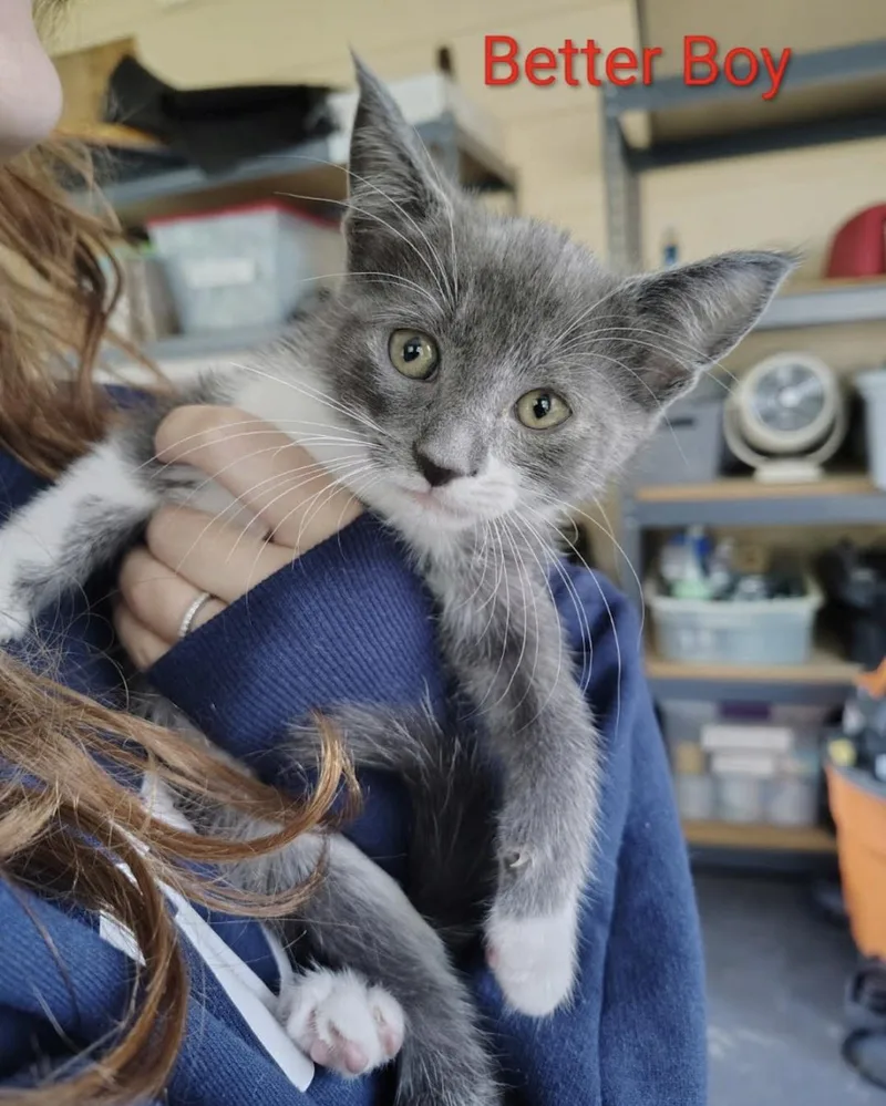 A baby small-sized male Domestic Short Hair cat named Better Boy for adoption in Knoxville, TN