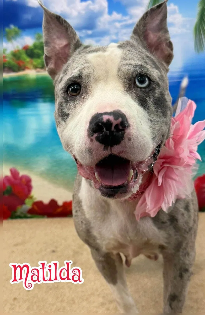 An adult medium-sized female Merle (Blue) Mixed Breed dog named Matilda for adoption in Flint, MI
