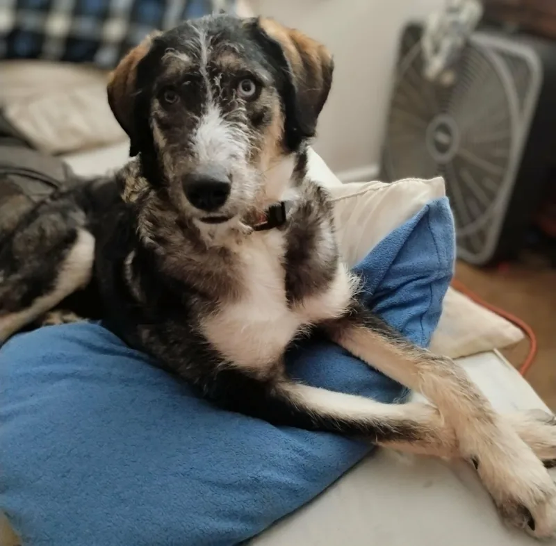Pepper