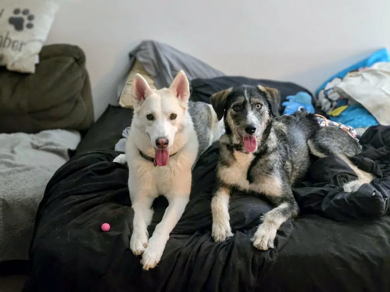 Pepper thumbnail 5
