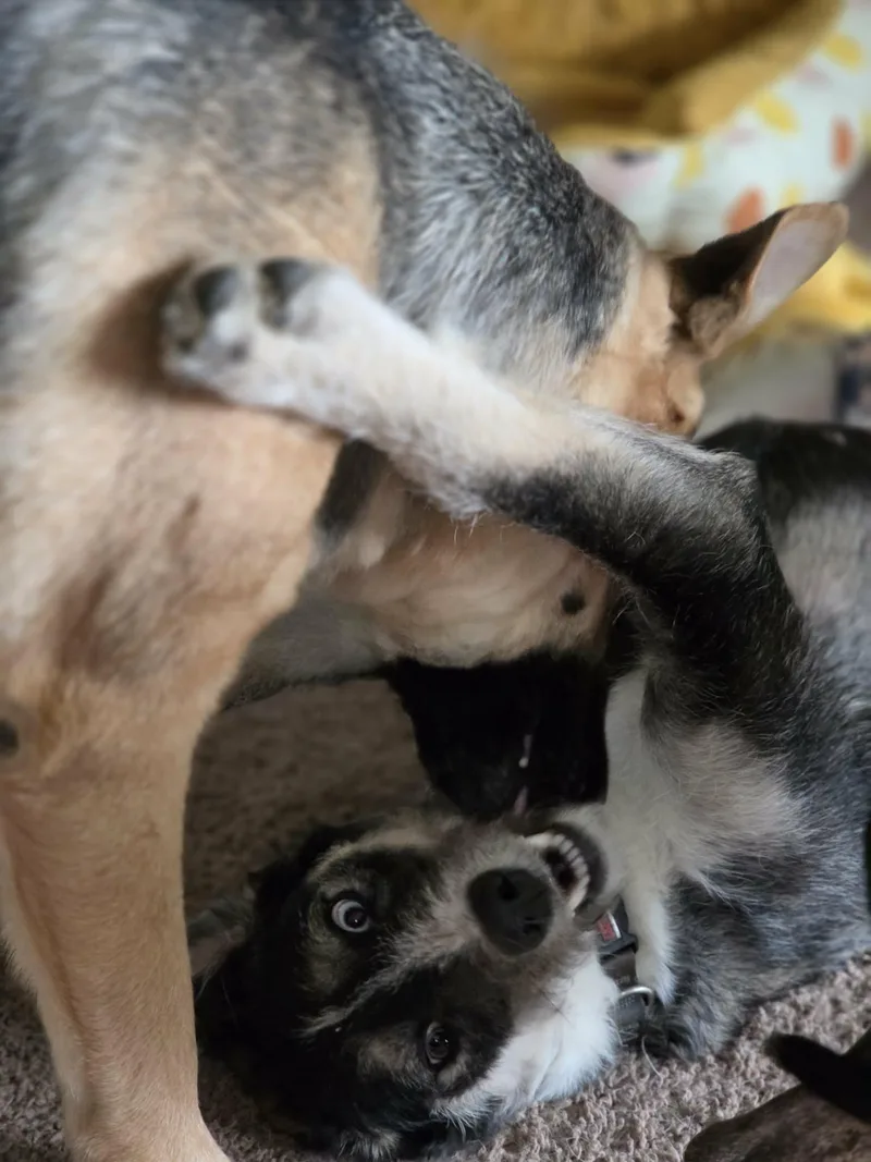 Pepper thumbnail 6