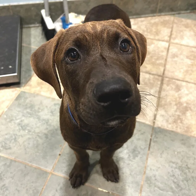 A baby medium-sized male Brown / Chocolate Mixed Breed dog named Marty Supreme for adoption in Chattanooga, TN