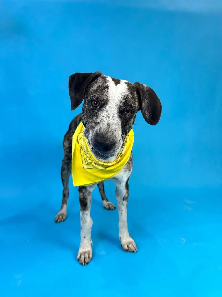 A young medium-sized male Brindle Catahoula Leopard Dog dog named Rueger for adoption in Alvin, TX