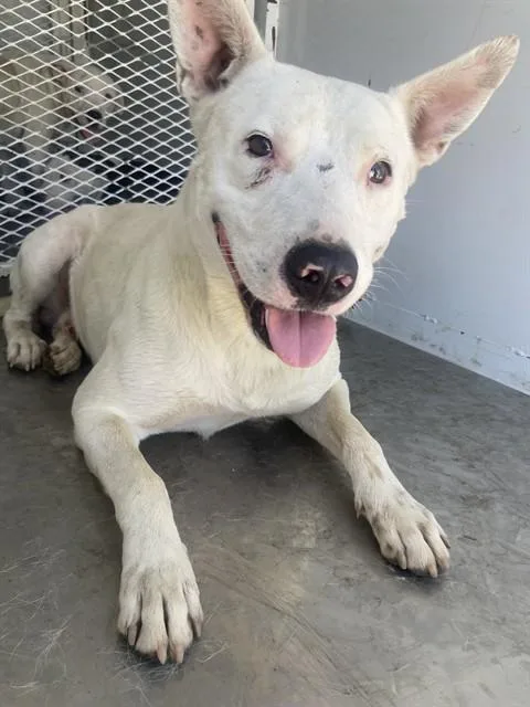 A young large-sized male Pit Bull Terrier dog named A for adoption in Bakersfield, CA