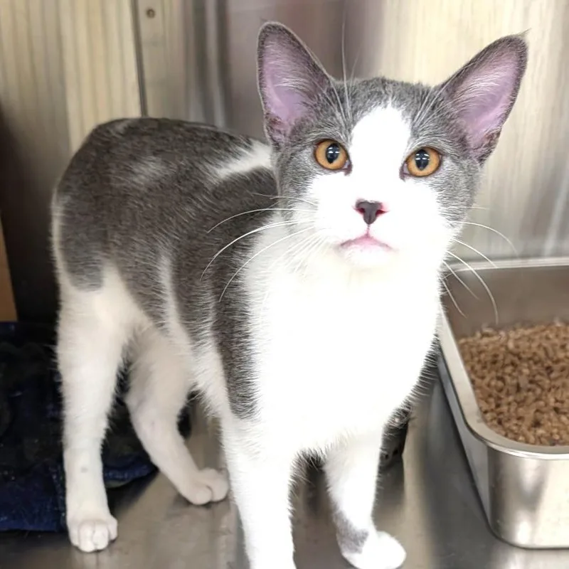 A young medium-sized male Gray / Blue / Silver Domestic Short Hair cat named Mei Mei for adoption in East Smithfield , PA