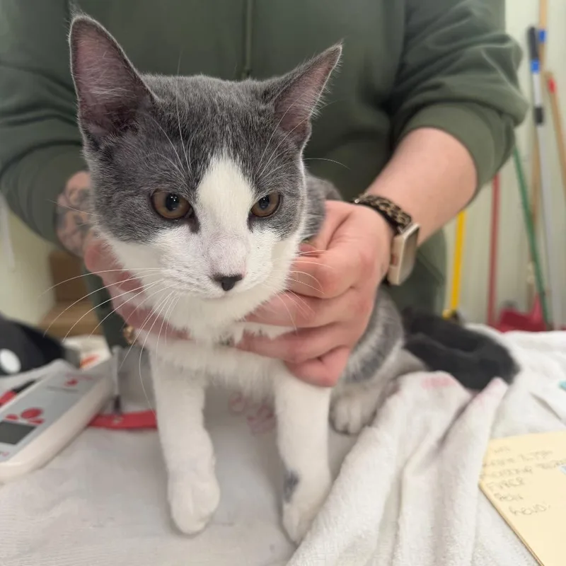 Mei Mei thumbnail 4