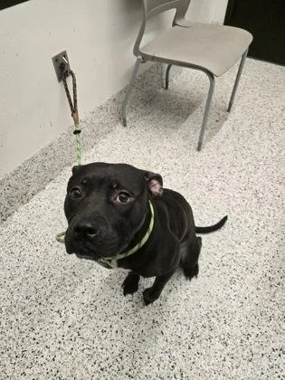 An adult medium-sized female Pit Bull Terrier dog named Diancie for adoption in Atlanta, GA