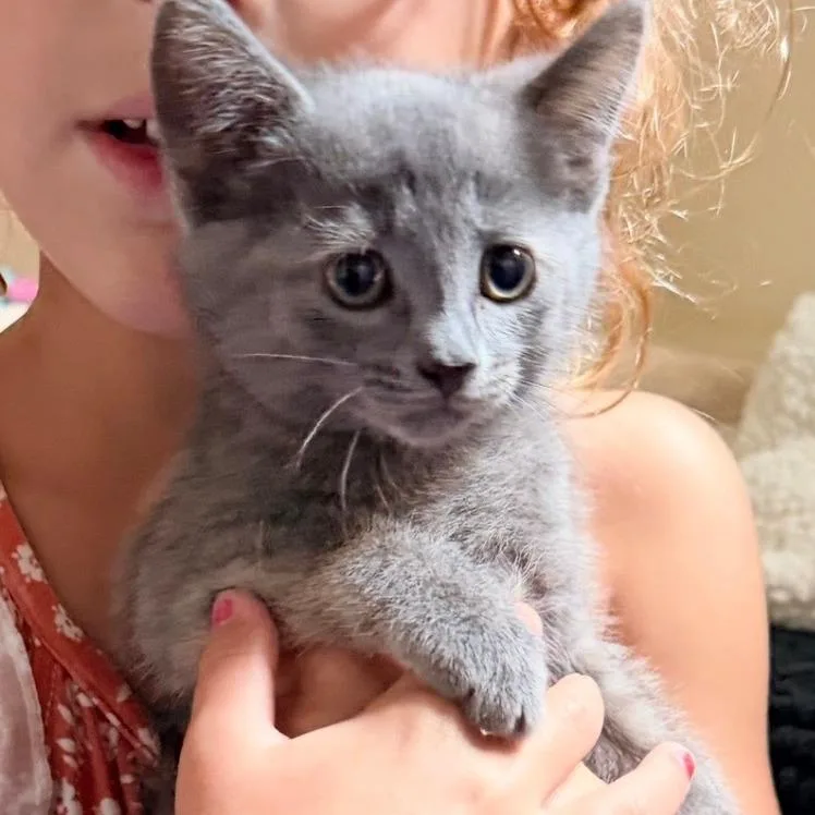 A baby small-sized female Gray / Blue / Silver Domestic Short Hair cat named Mary for adoption in Normal, IL