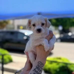 A baby small-sized female Maltese dog named Angelica for adoption in Lodi, CA