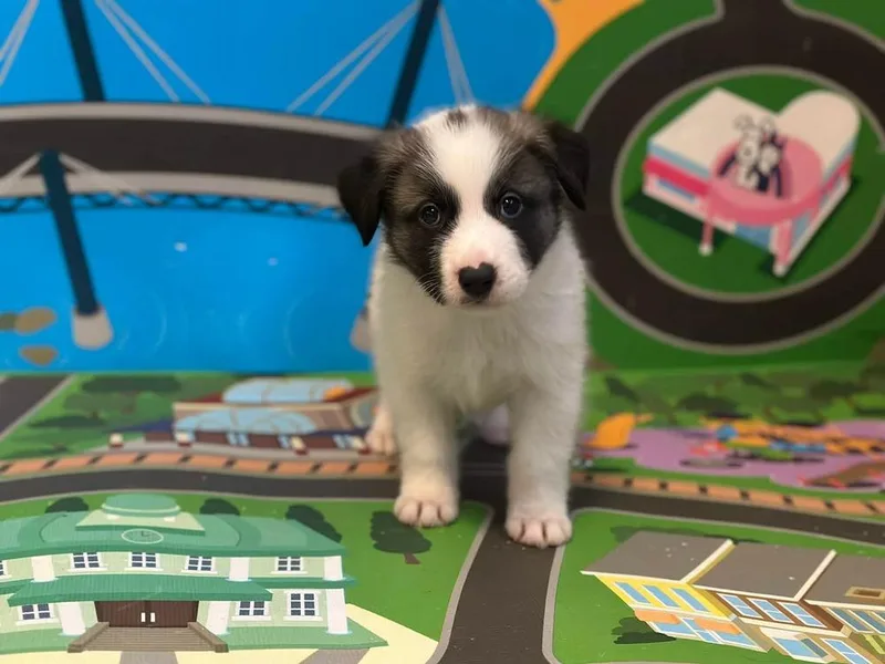 A baby large-sized female Tricolor (Brown, Black, & White) Collie dog named Sarah for adoption in Shawnee, OK