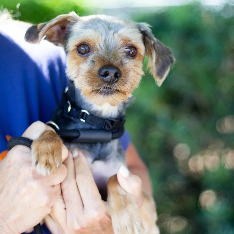 An adult small-sized male Yorkshire Terrier dog named Dash for adoption in Cumming, GA