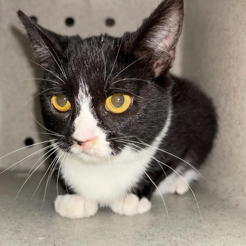 An adult small-sized female Black Domestic Short Hair cat named Sally for adoption in Tacoma, WA