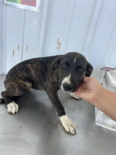 A baby small-sized female Pit Bull Terrier dog named Nellie for adoption in Bakersfield, CA