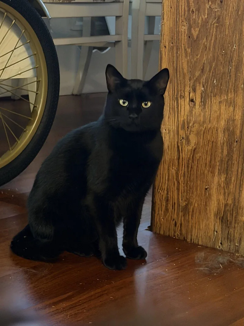 A young medium-sized male Black Domestic Short Hair cat named Johnny for adoption in Somerville, MA