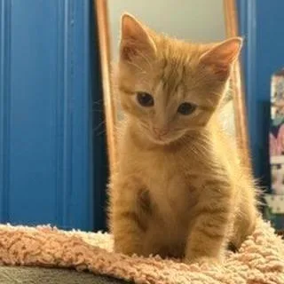 A baby small-sized male Orange / Red Domestic Short Hair cat named Colt for adoption in North Myrtle Beach, SC