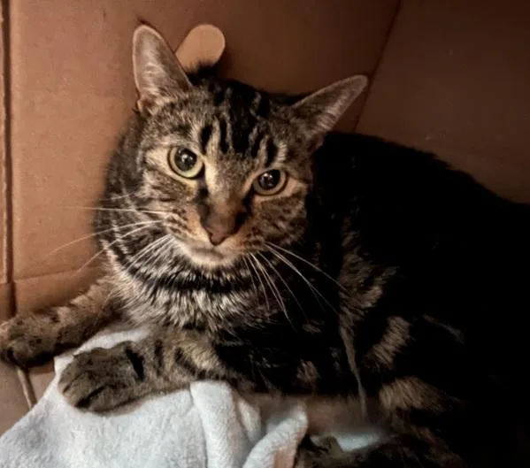 A young medium-sized female Domestic Short Hair cat named Jive for adoption in Stratham, NH