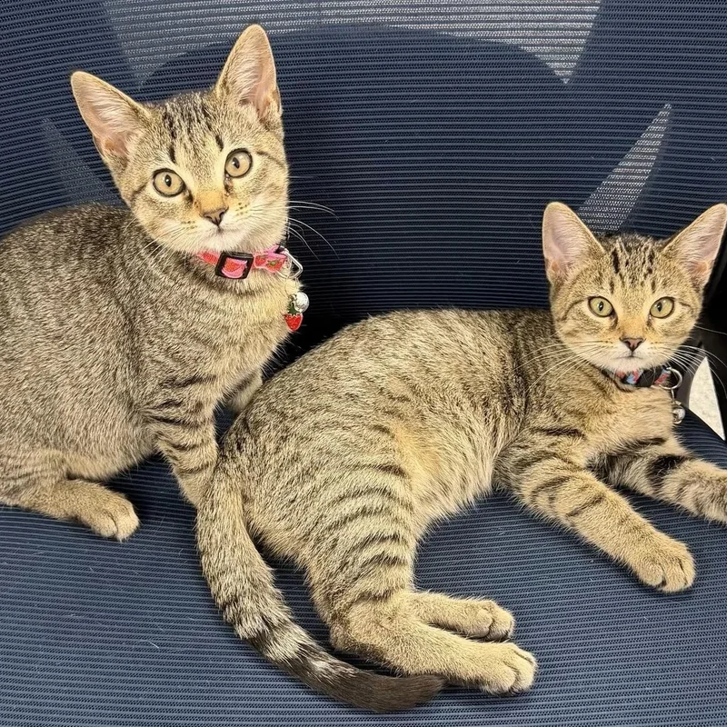A baby medium-sized female Tabby cat named Juliet for adoption in Memphis, TN