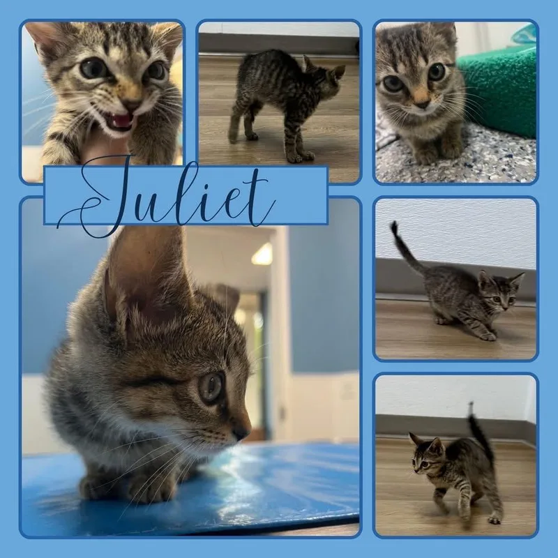 Juliet thumbnail 5