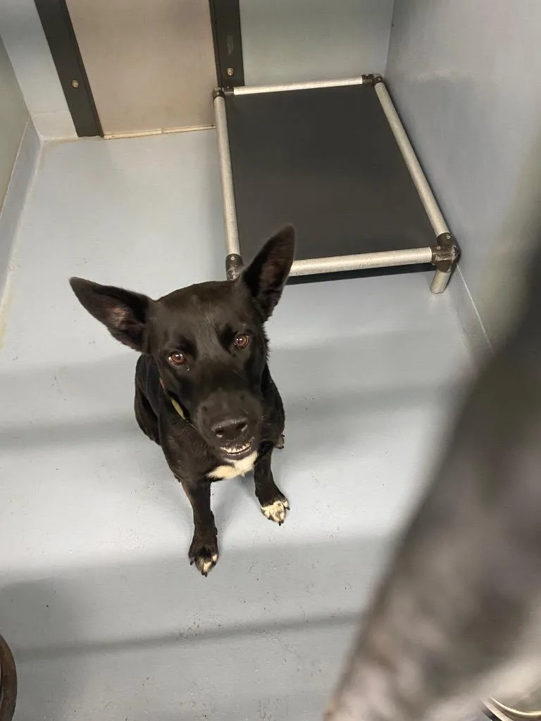 A young large-sized male Mixed Breed dog named Kong for adoption in Cartersville , GA