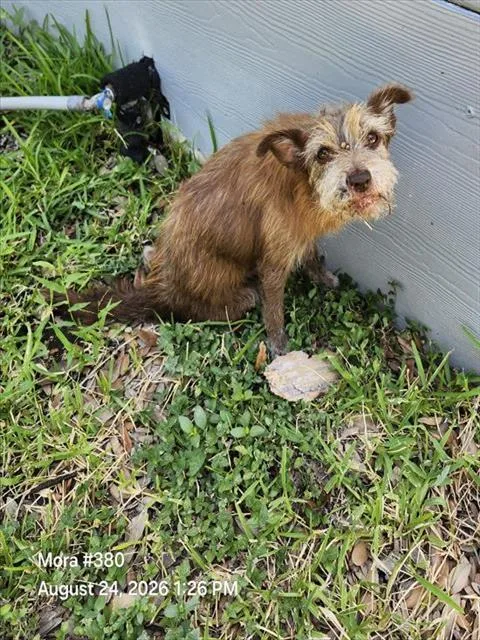 An adult small-sized male Terrier dog named Charlie for adoption in San Antonio, TX