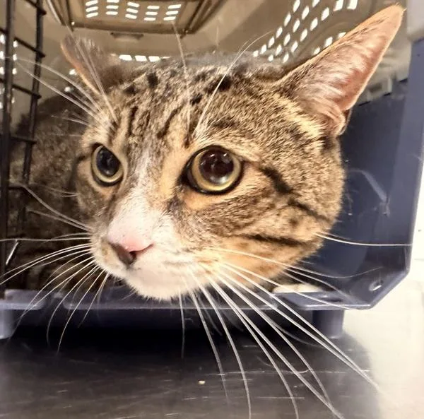 An adult large-sized male Domestic Short Hair cat named Jax for adoption in Ridgewood, NY