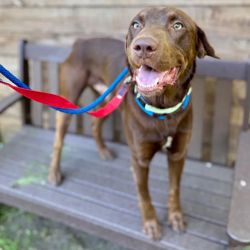 An adult medium-sized male Brown / Chocolate Mixed Breed dog named Copper for adoption in New York, NY