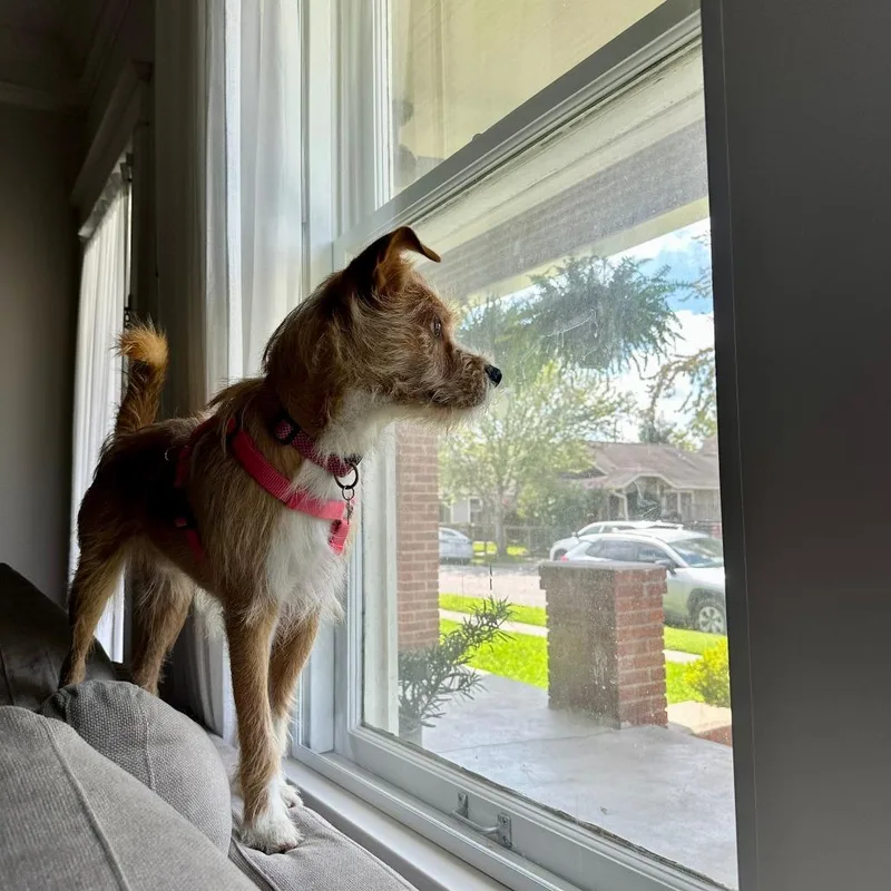 A young medium-sized male Yellow / Tan / Blond / Fawn Terrier dog named Milo for adoption in Houston, TX