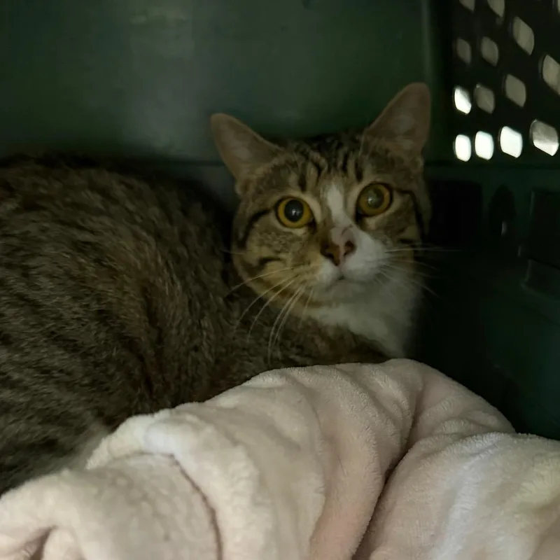A young medium-sized male Brown / Chocolate Domestic Short Hair cat named Fader for adoption in DeKalb, IL