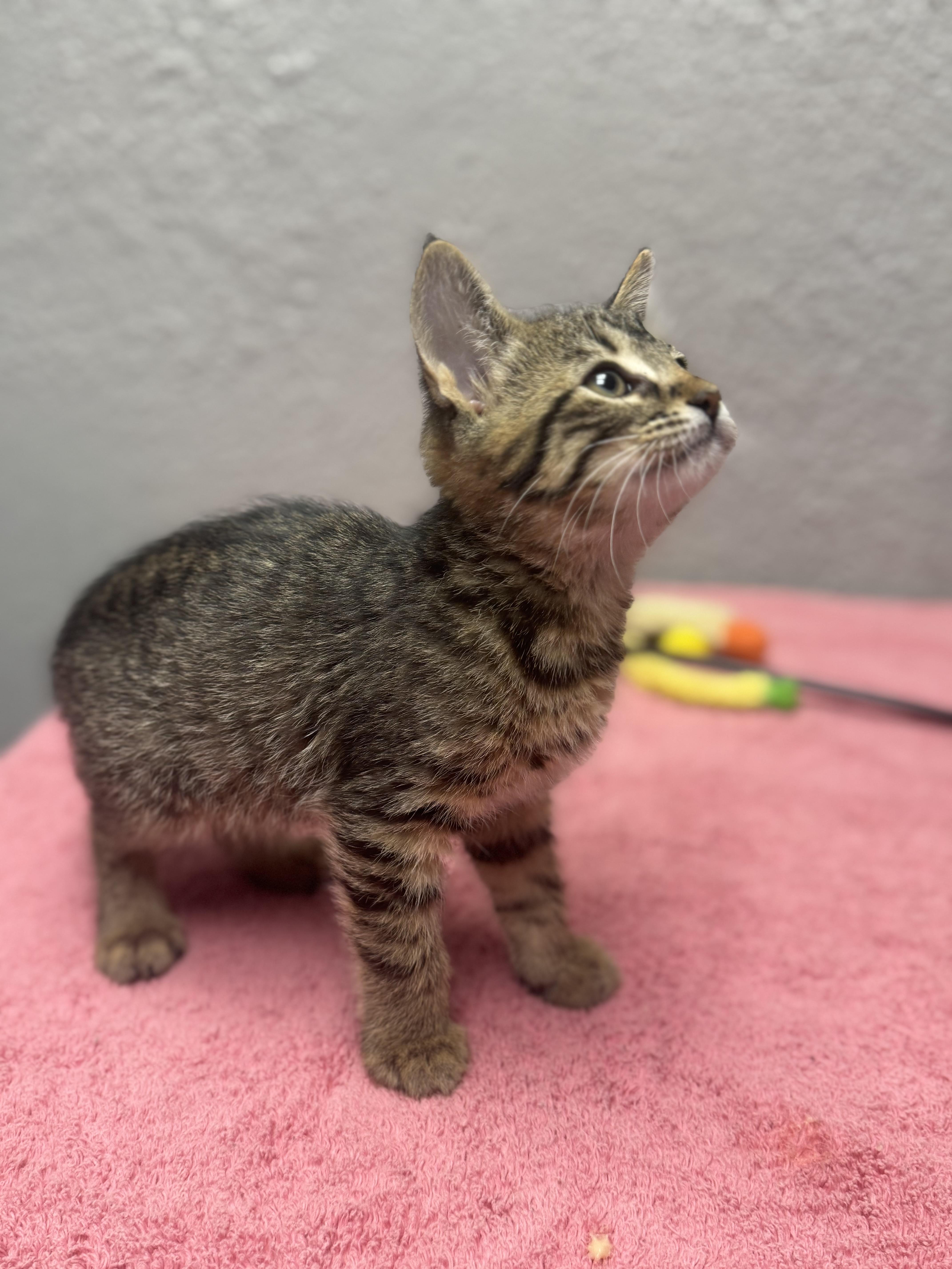 A baby medium-sized male Tabby (Brown / Chocolate) Domestic Short Hair cat named Nutella for adoption in Walker, MI
