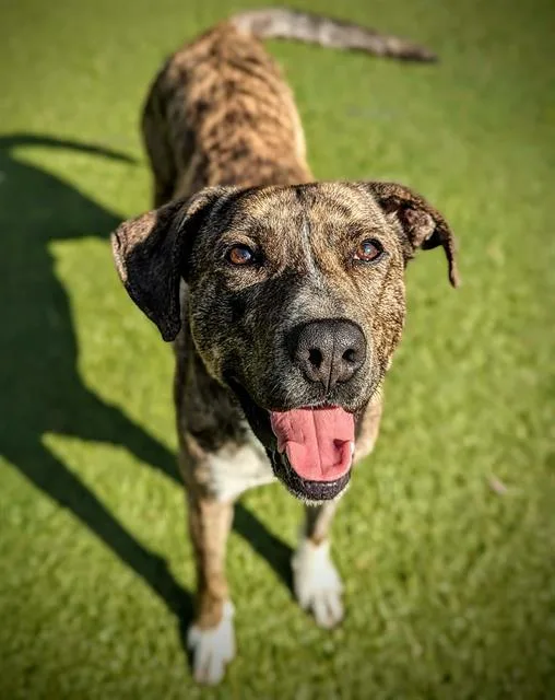 An adult medium-sized male Plott Hound dog named Munster for adoption in Clyde, NC