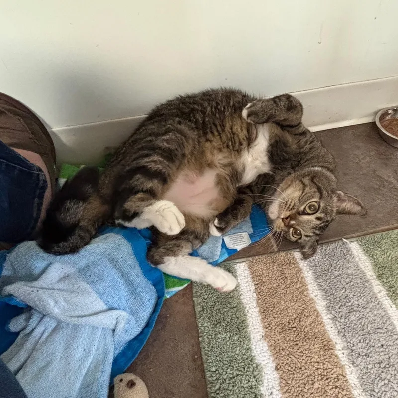 An adult medium-sized female Domestic Short Hair cat named Fiona for adoption in Queenstown, MD