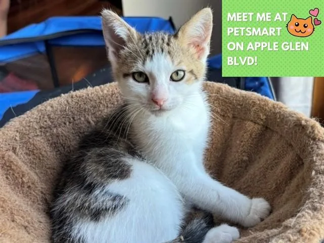 A baby small-sized male Domestic Short Hair cat named Eddie for adoption in Fort Wayne, IN