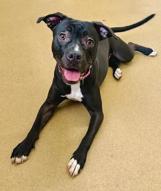 A young medium-sized female Pit Bull Terrier dog named Lucky for adoption in Derwood, MD