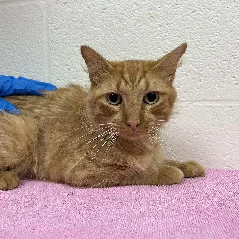 An adult medium-sized male Orange / Red Domestic Medium Hair cat named Fabian for adoption in Harrisonburg, VA
