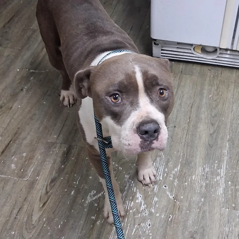 An adult medium-sized male Gray / Blue / Silver Mixed Breed dog named Hank for adoption in Summerville, SC