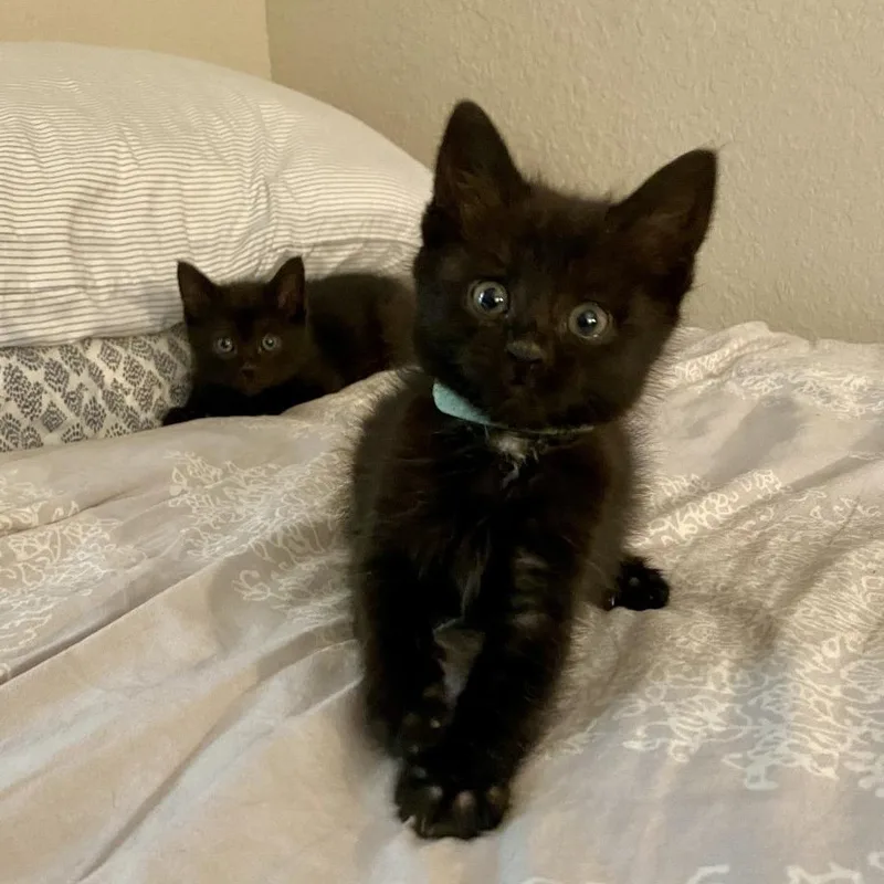 A baby small-sized female Black Domestic Medium Hair cat named Lilo for adoption in Cheyenne, WY