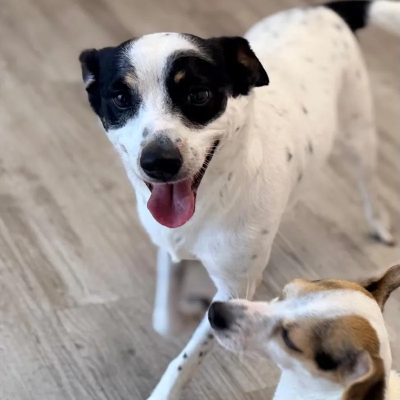 An adult small-sized male White / Cream Rat Terrier dog named Maxwell for adoption in Green Bay, WI