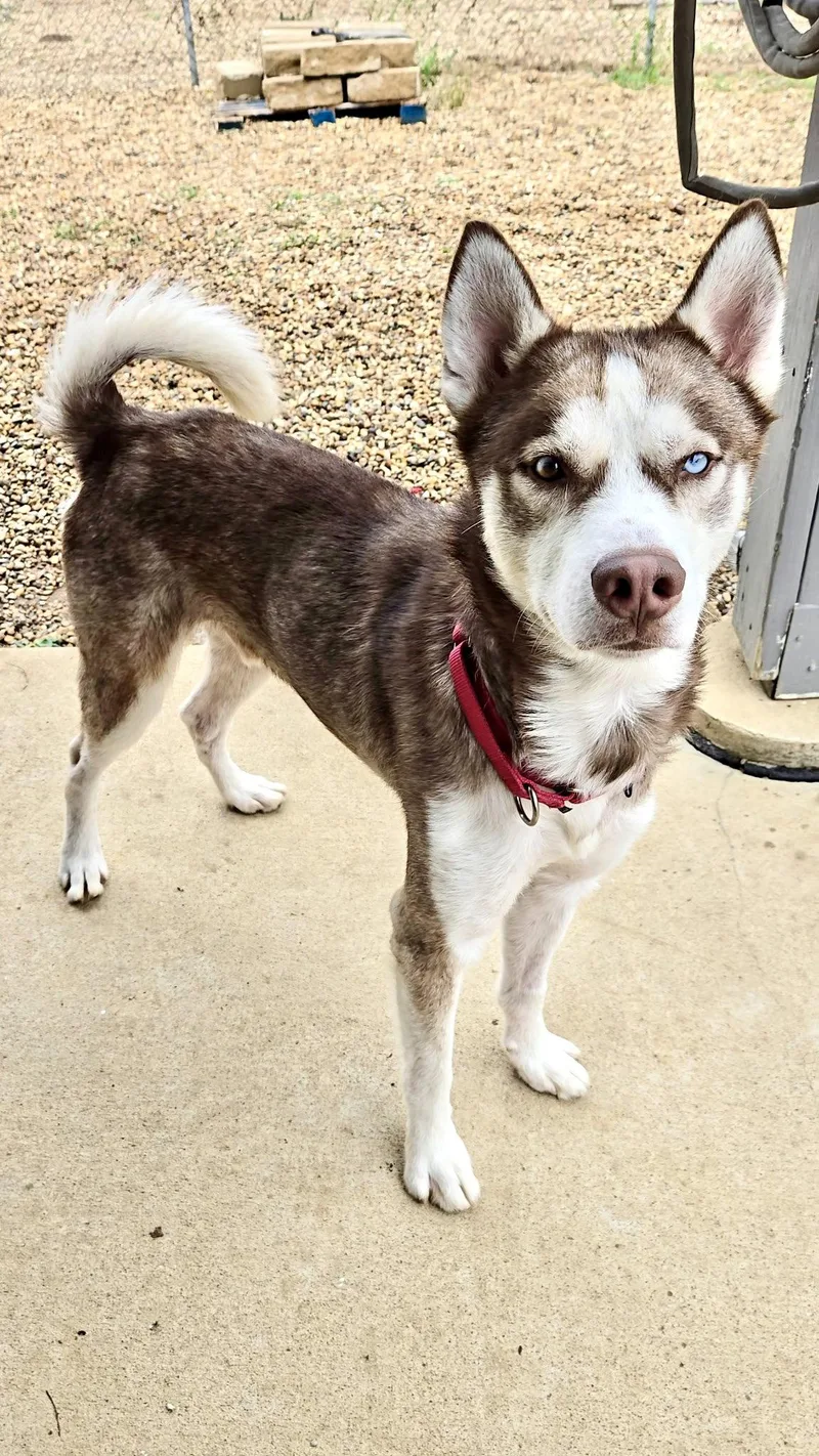 An adult large-sized male Husky dog named Atlas for adoption in Estherville, IA