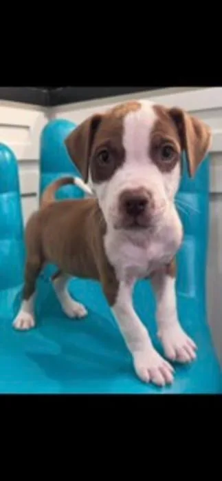 A baby medium-sized male Red / Chestnut / Orange Boxer dog named Castle for adoption in Watertown, CT