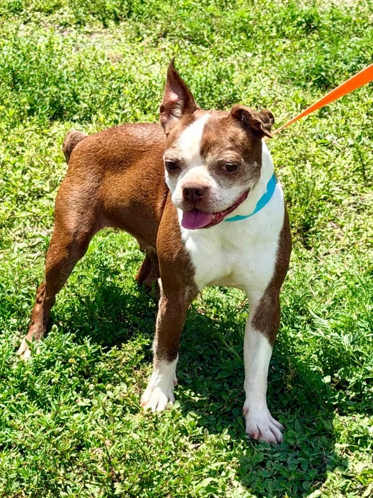 A senior small-sized female Boston Terrier dog named Victory for adoption in Cape Coral, FL