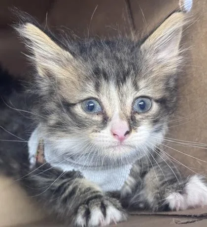 A baby small-sized male Domestic Short Hair cat named Aegon for adoption in West Chester, PA