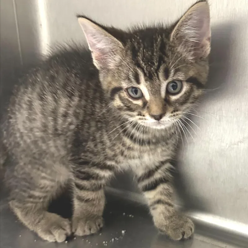 A baby small-sized male Brown / Chocolate Domestic Short Hair cat named Cody for adoption in Naperville, IL