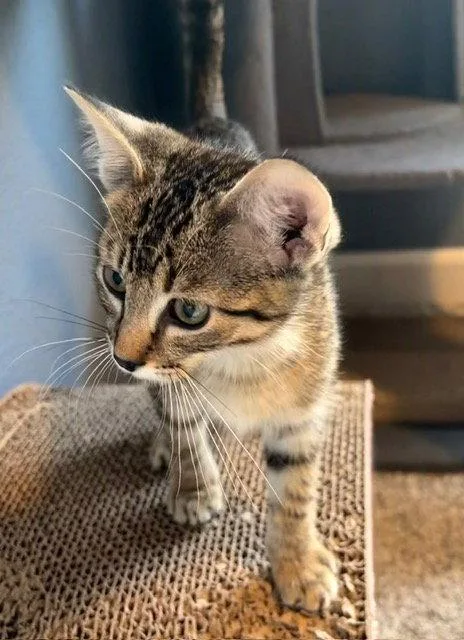 A young medium-sized male Domestic Short Hair cat named JJ Sneed for adoption in Aurora, CO
